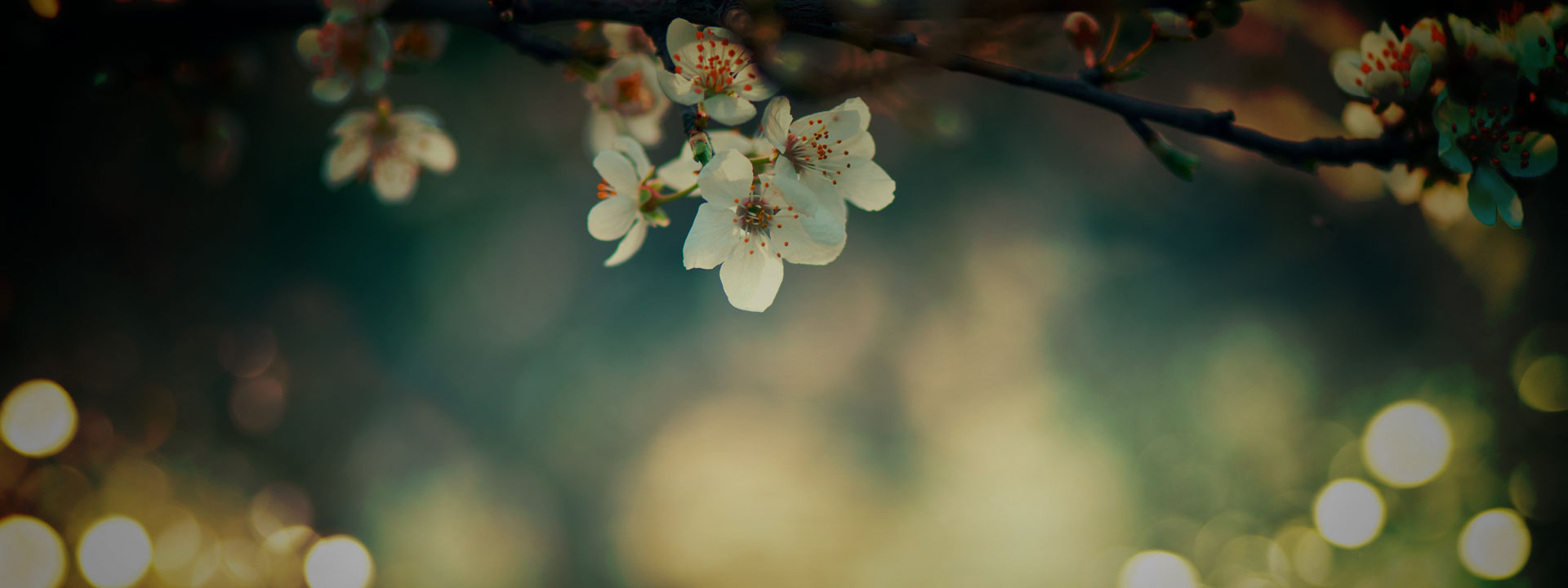 Risse Brothers School Uniforms